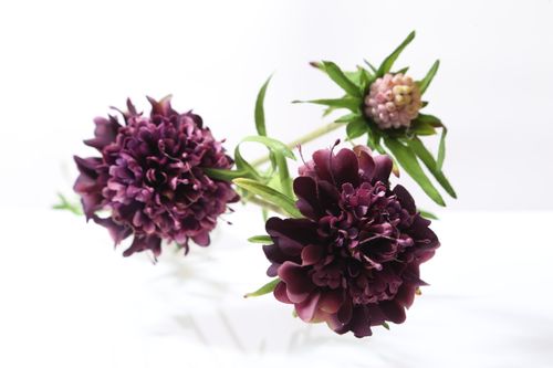 Deep Purple Scabious